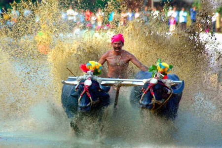 mangalore kambla